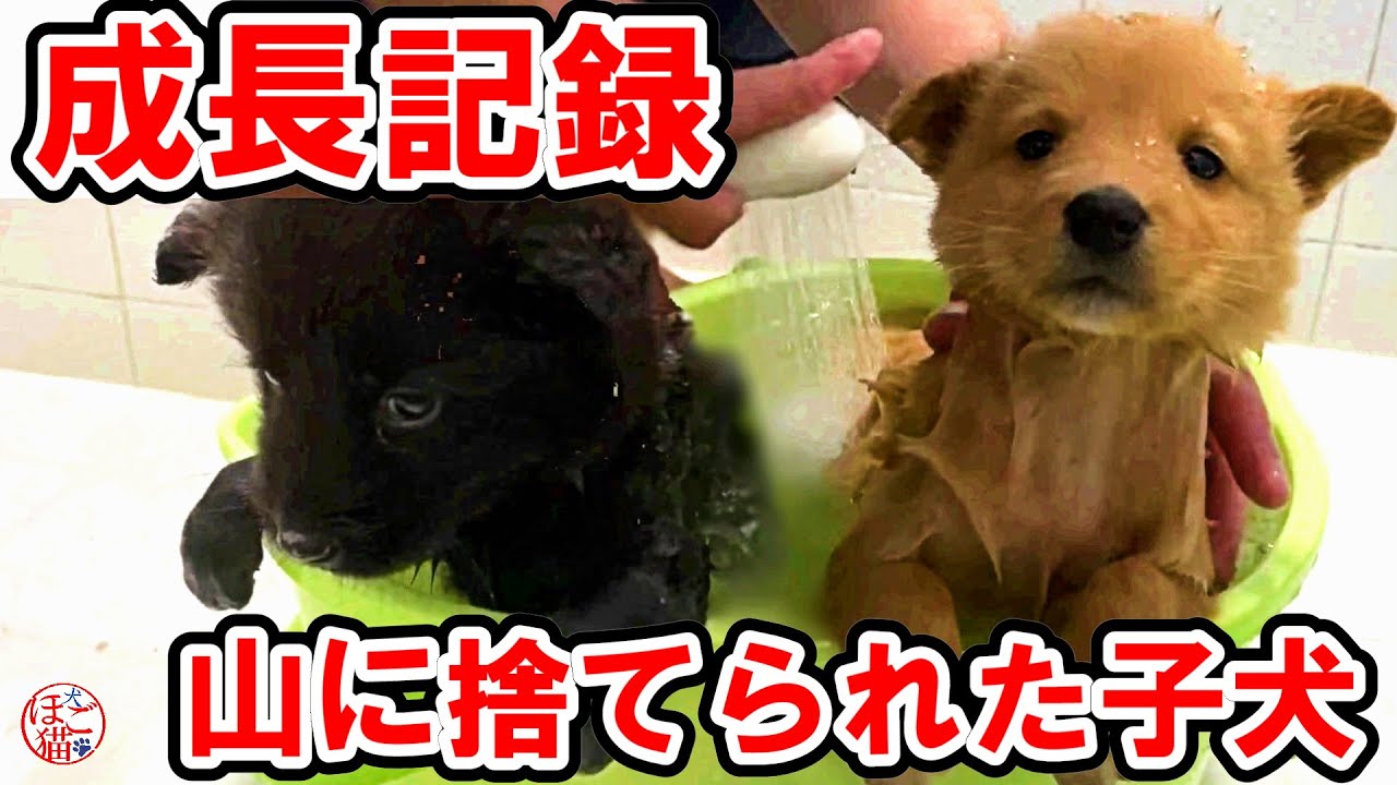 【子犬　子猫　保護犬】山に捨てられた子犬　保護後の成長記録