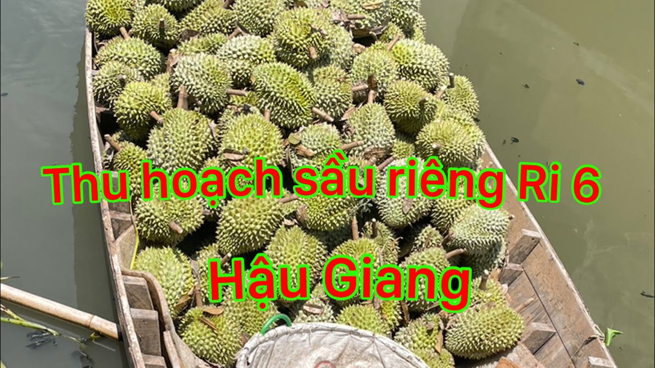 Thu hoạch và bán sầu riêng Ri 6 vụ mùa đầu tiên | Bếp nhà Mẹ Tôm