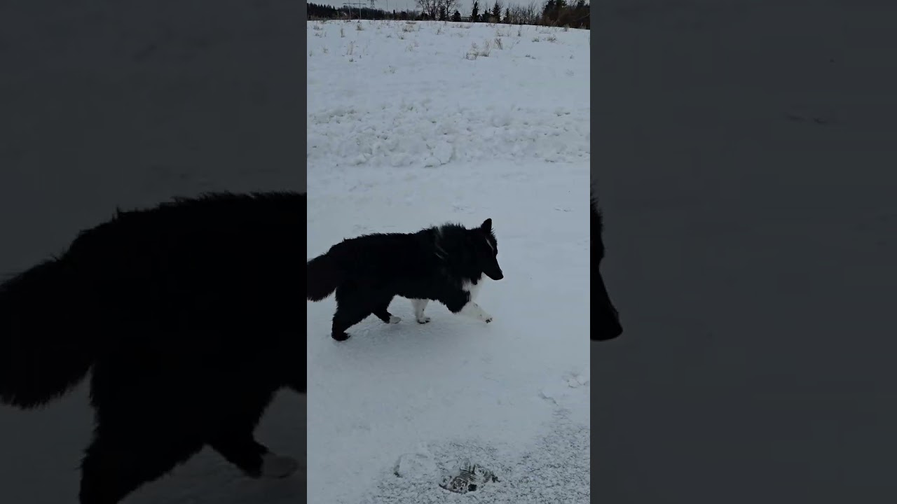 4. Thursday Feb 26th Park Pack walk with Pepe, Chewy and Rue 