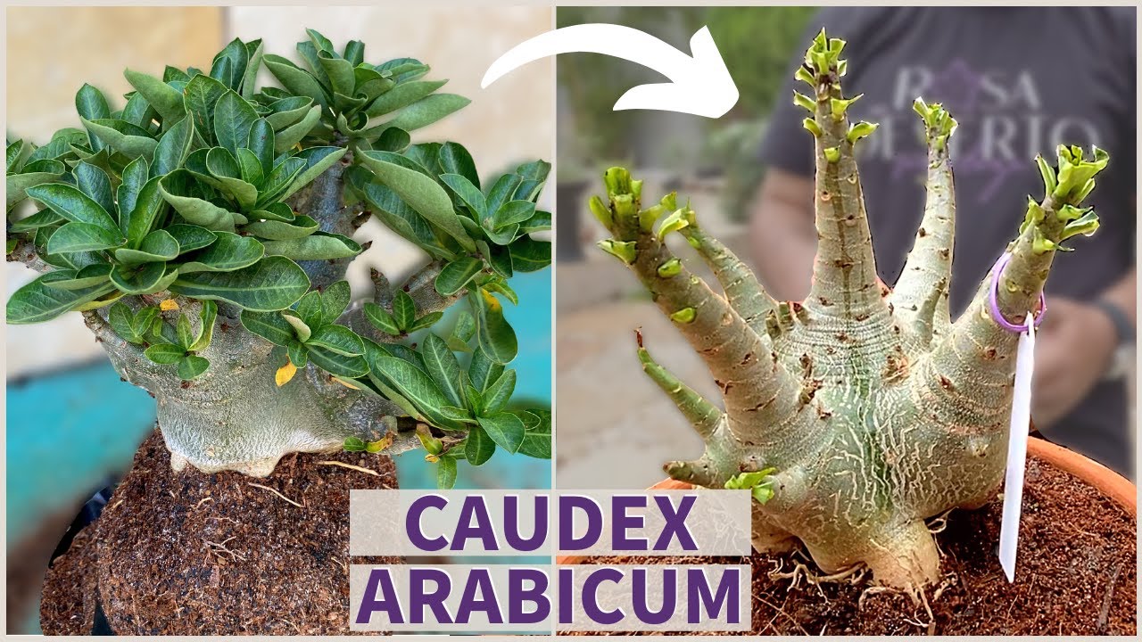 REPLANTIO ROSA DO DESERTO ARABICUM ADULTA