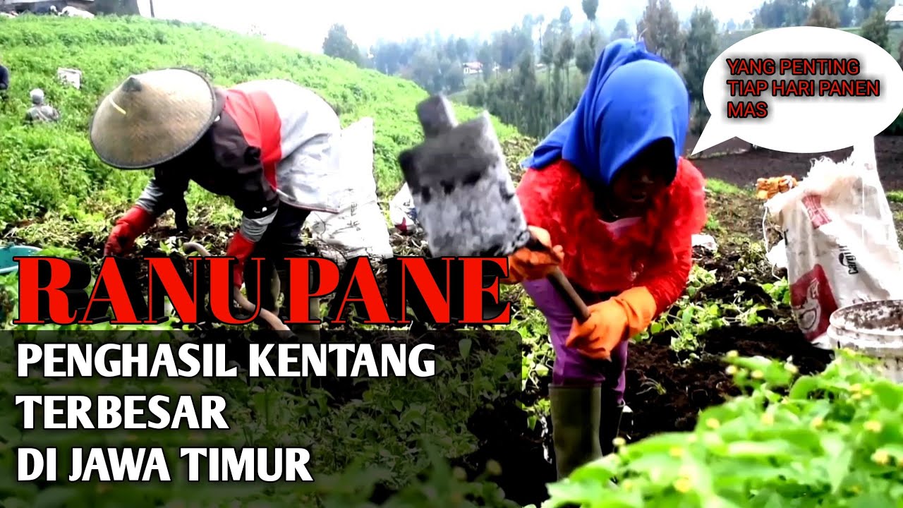 PENGHASIL KENTANG TERBESAR DI JAWA TIMUR , RANU PANE