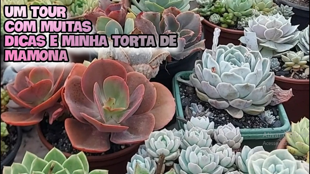 ESSA TORTA mamona é top e atualizo LUtea Winds of tenelli |simone felic