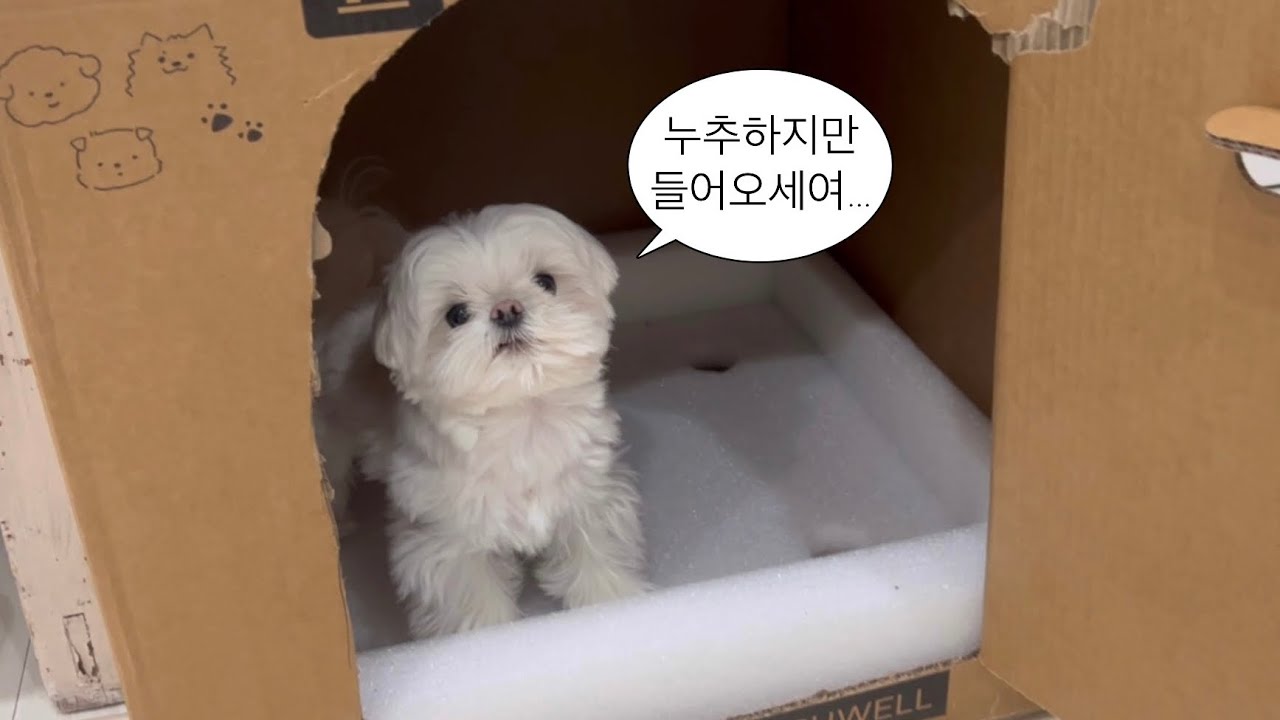 왓츠 인 마이룸