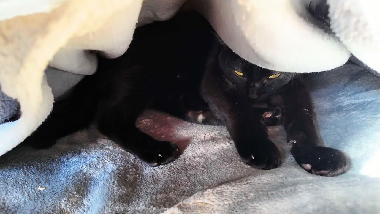 黒猫のシャットダウンの音&rarr;ぶぅ〜ん⋯