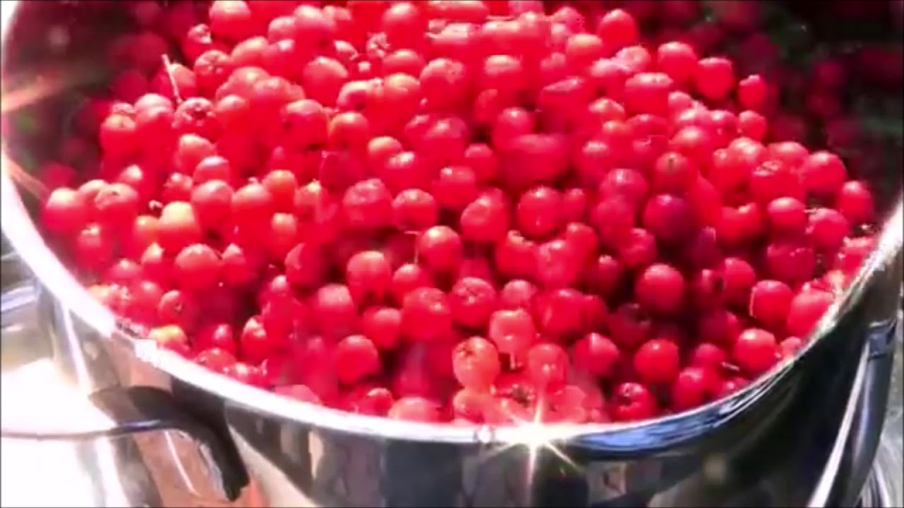 El serbal de los cazadores. Sorbus aucuparia.