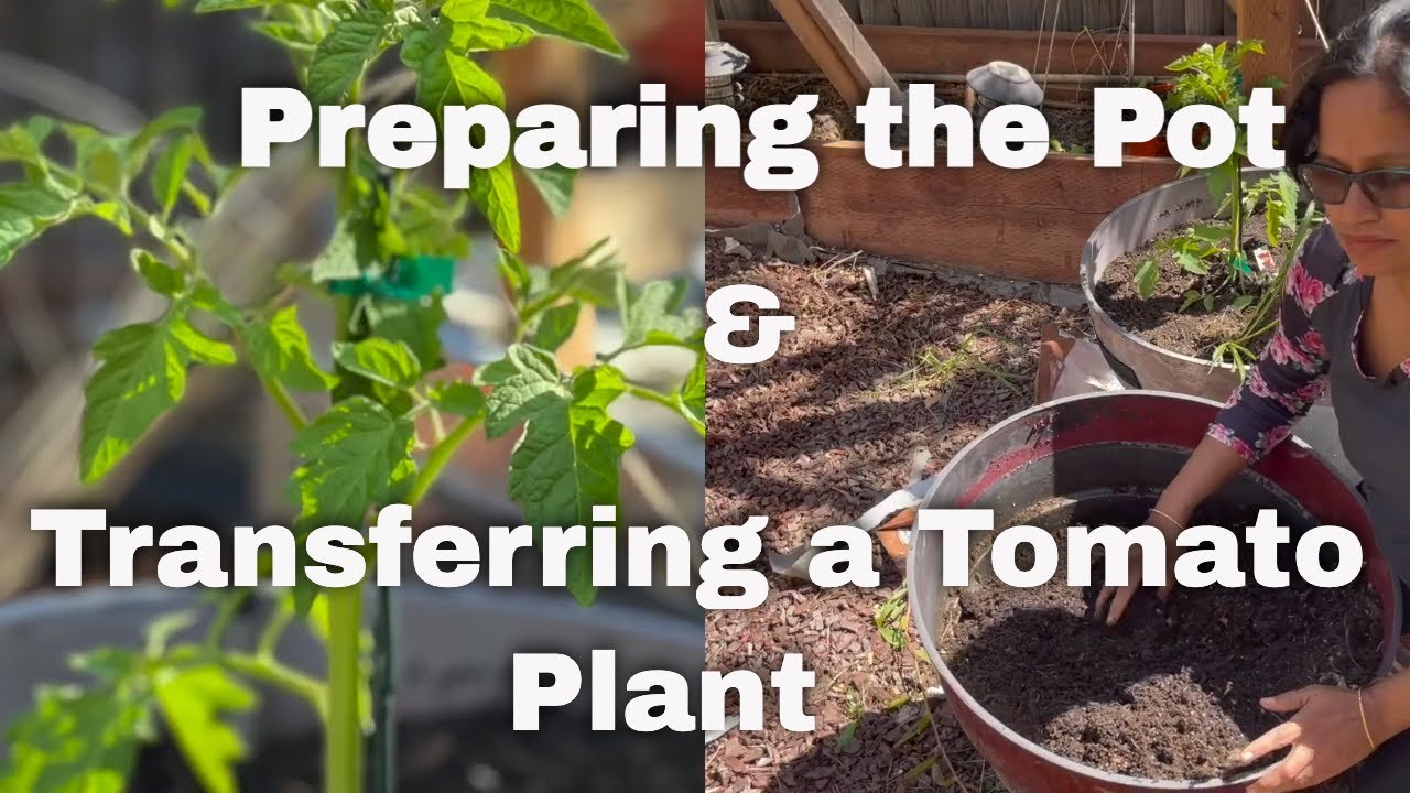 How to prepare your pot? How to plant a small tomato plant? 2021 gardening in USA 🌴
