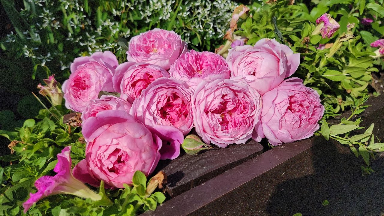 David Austin rose | Huntington rose | Spring 2022 | Zone 8b | Mobile AL
