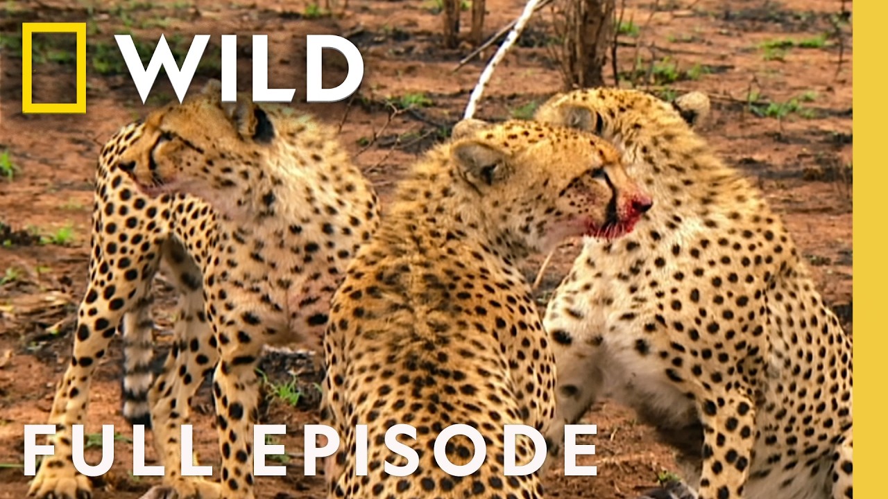 Dare or Die (Full Episode) | Animal Fight Night | Nat Geo Animals