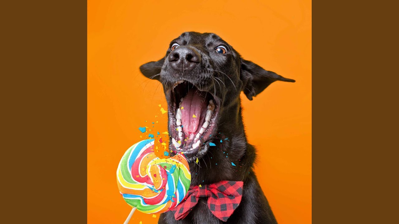 Magnificent Backdrops for Puppy Rewards