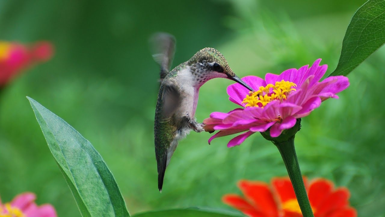 ༺&bull;*♫La mejor m&uacute;sica para relajarse✿hermosas paisajes en vivo✿*༺❤️