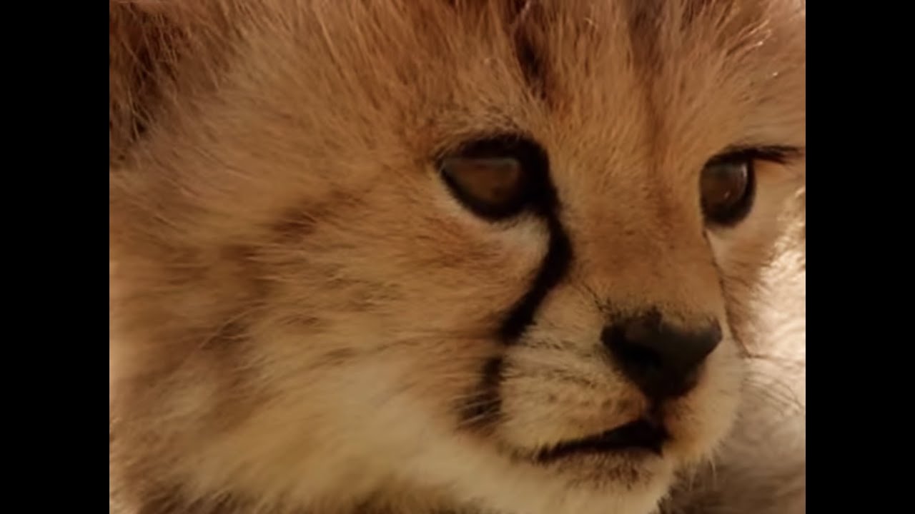 Бег с детенышем гепарда | Маленький большой кот | BBC Earth