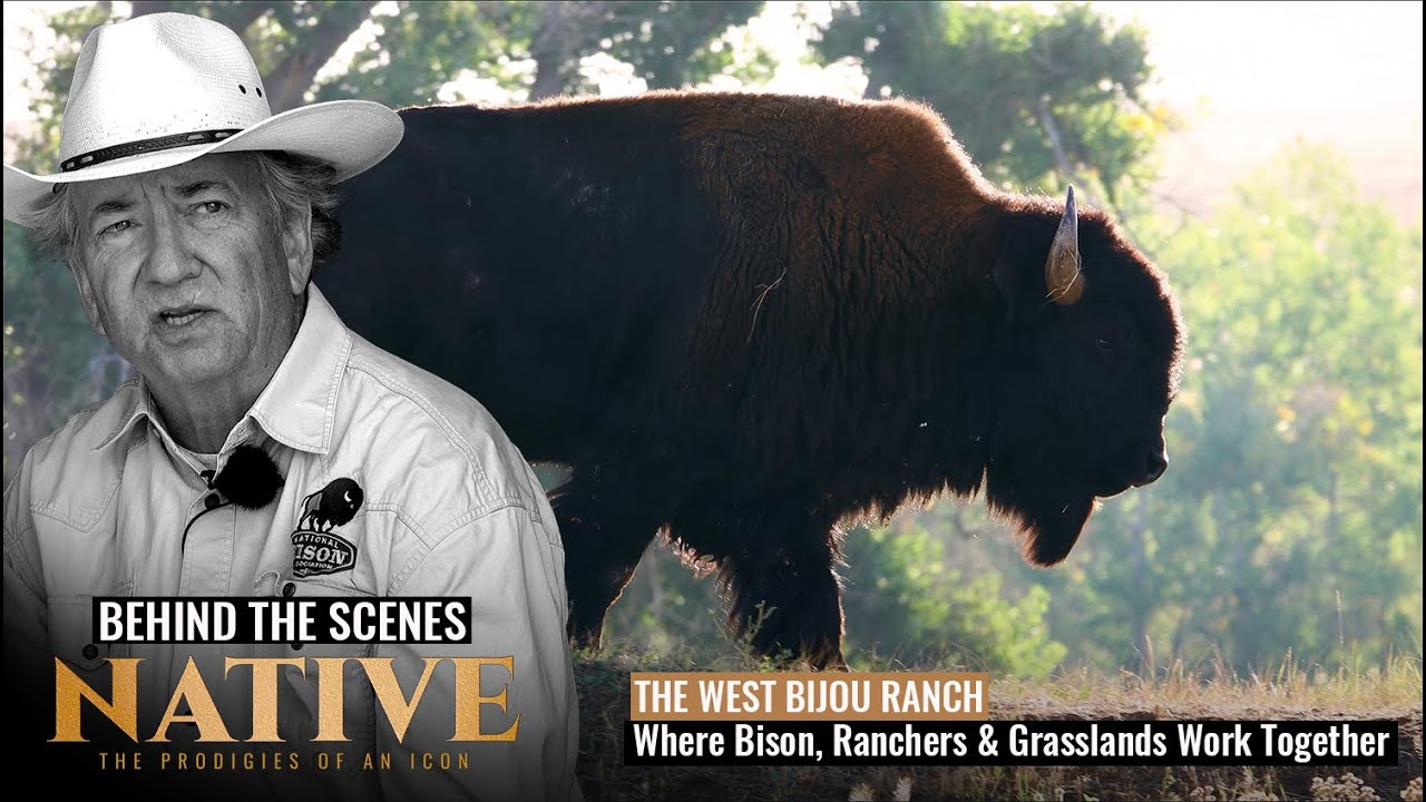 On the Land: The West Bijou Ranch | Bison, Grasslands & Regenerative Stewardship