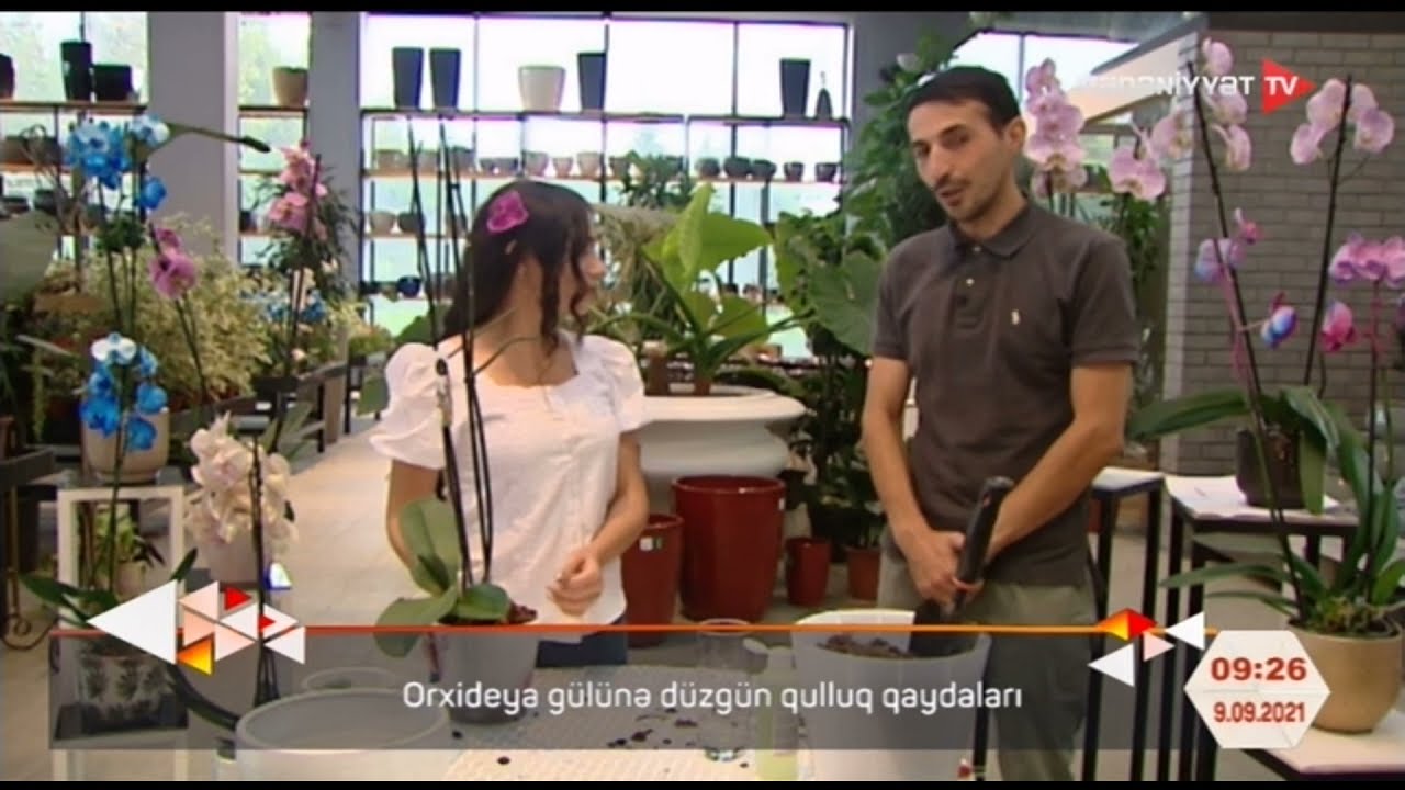 Orxideya gülünə qulluq qaydaları