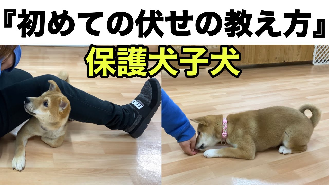 【トレーニング】伏せの教え方　Rescued dog 保護犬子犬りんかちゃんとりゅうせいくん