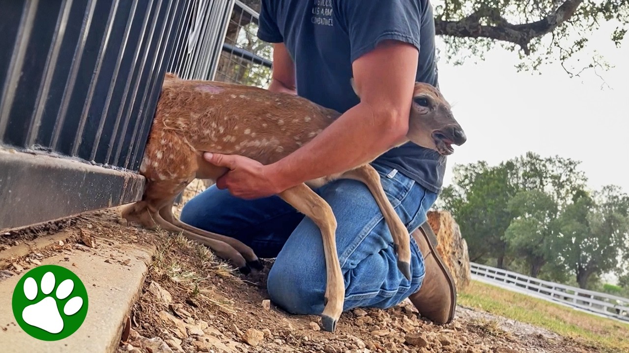 Kindhearted couple pulls stuck baby deer from fence