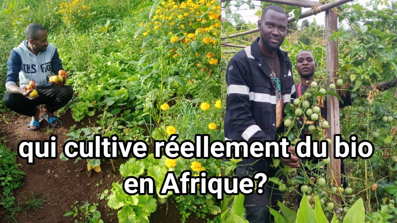 Le débat sur l'agriculture biologique et conventionnelle ce que vous devez savoir