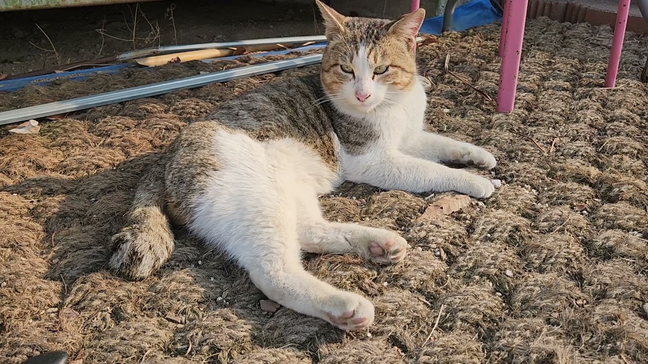 유기묘 햇살이 ~♡#korea #길냥이구조 ##고양이 
