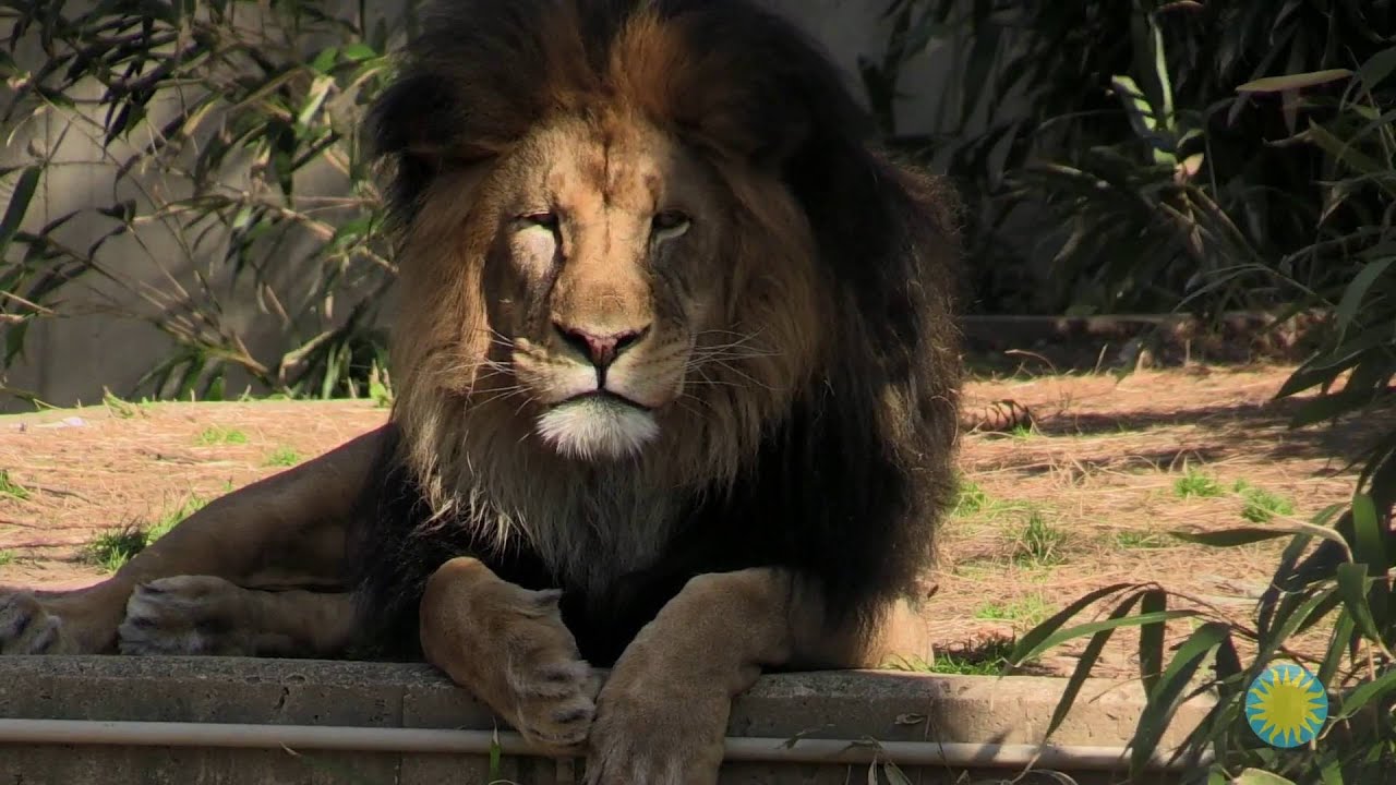 Explore Smithsonian: How Does a Curator of Great Cats Monitor the Health of Individual Lions?