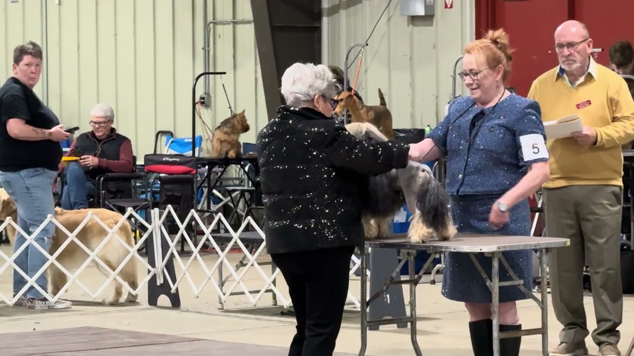 2026-01-11 Löwchen Breed Judging Annapolis Kennel Club West Friendship MD