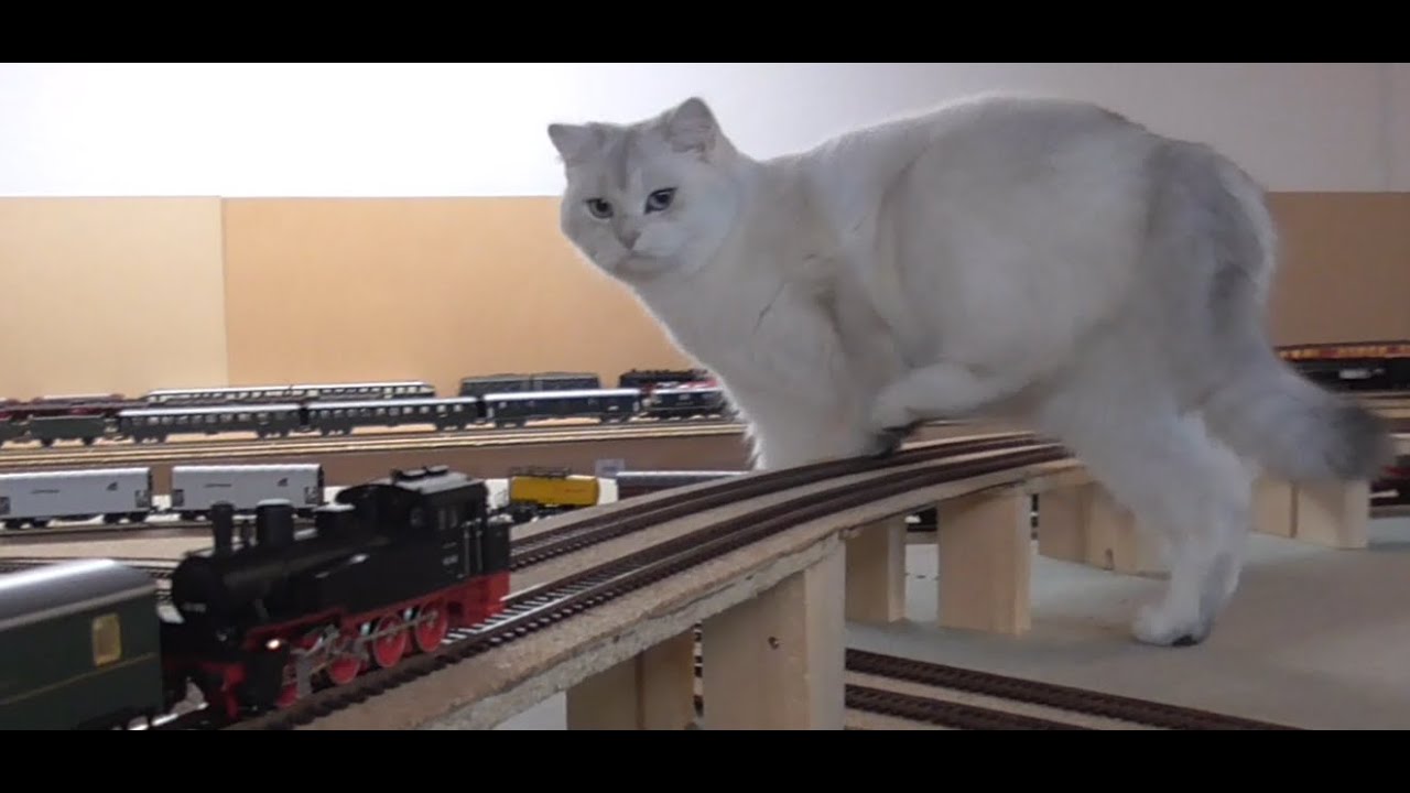 Trix BR 92 digitalisieren ESU Lokpilot 5 Basic und SMD LEDs einbauen Katzen kommen zu Besuch