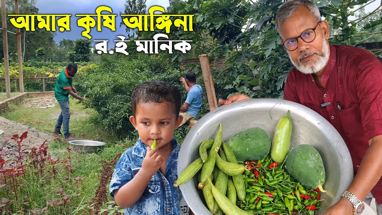 1203- আমার কৃষি আঙ্গিনা থেকে আজ বিভিন্ন তরকারী উঠালাম -র.ই মানিক  R I Manik.Chitrapuri Krishichitra