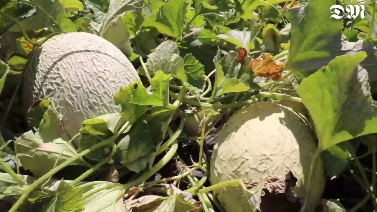 Melão Casca de Carvalho de Soutelo em festa mesmo com menos fruto
