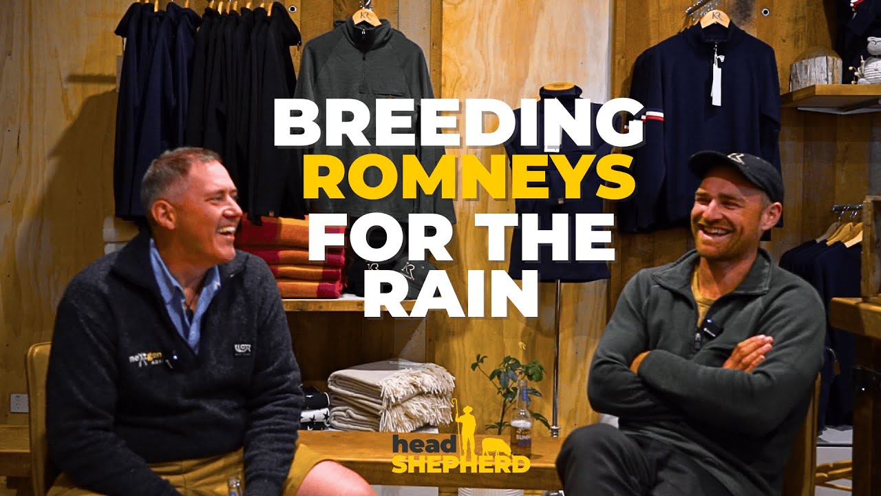 Breeding Romneys for the rain at Kaituna Ridges