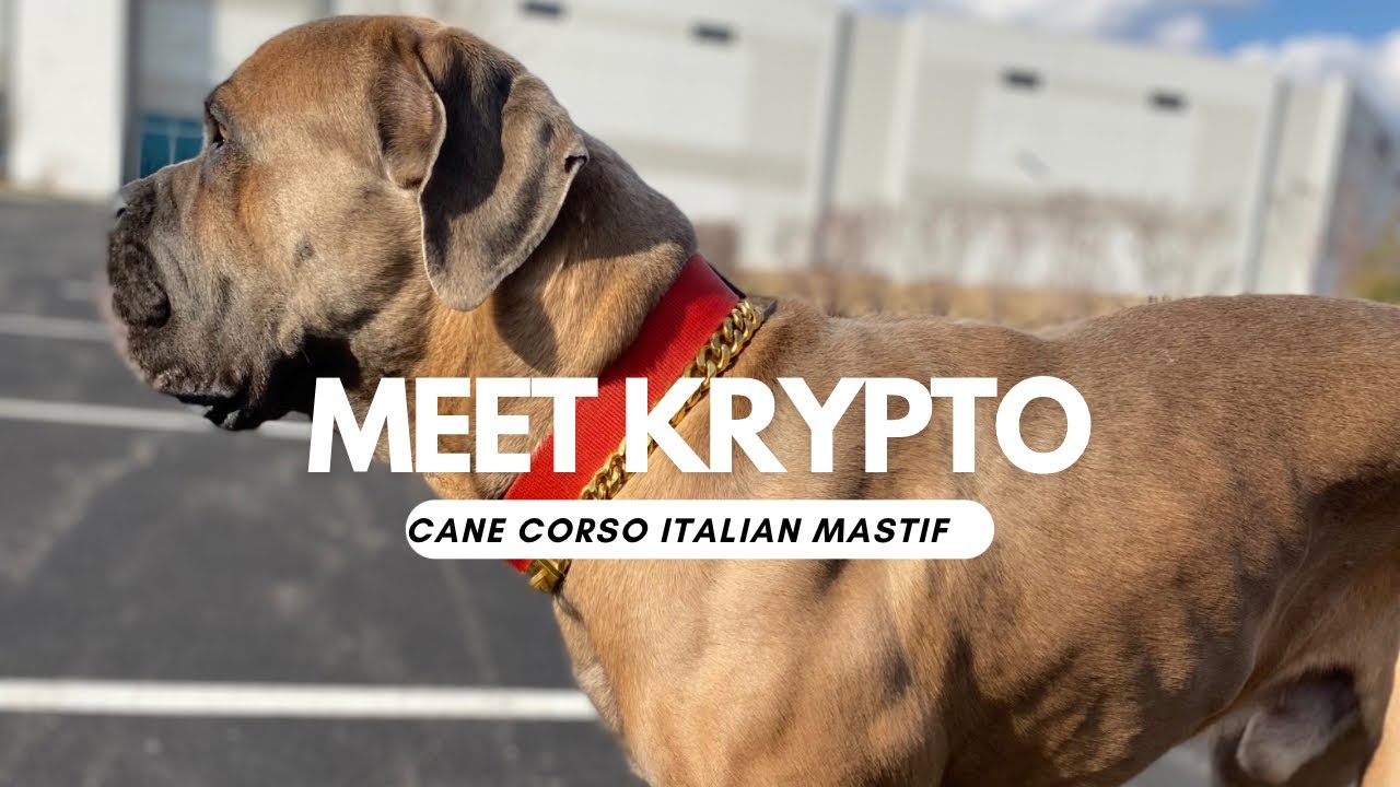 Meet My Cane Corso!!