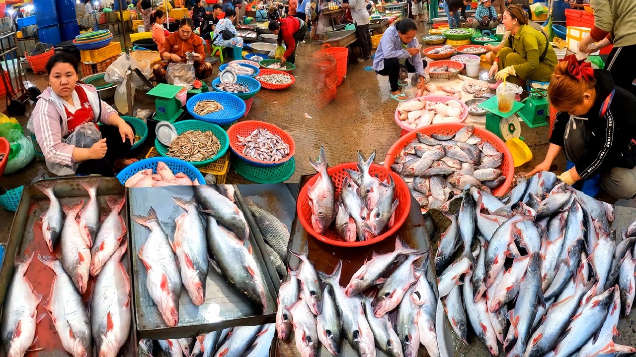 Cambodia Fish Distribution Market, Abundant Fish Jumping out Tank, Freshwater Fish, River Fish