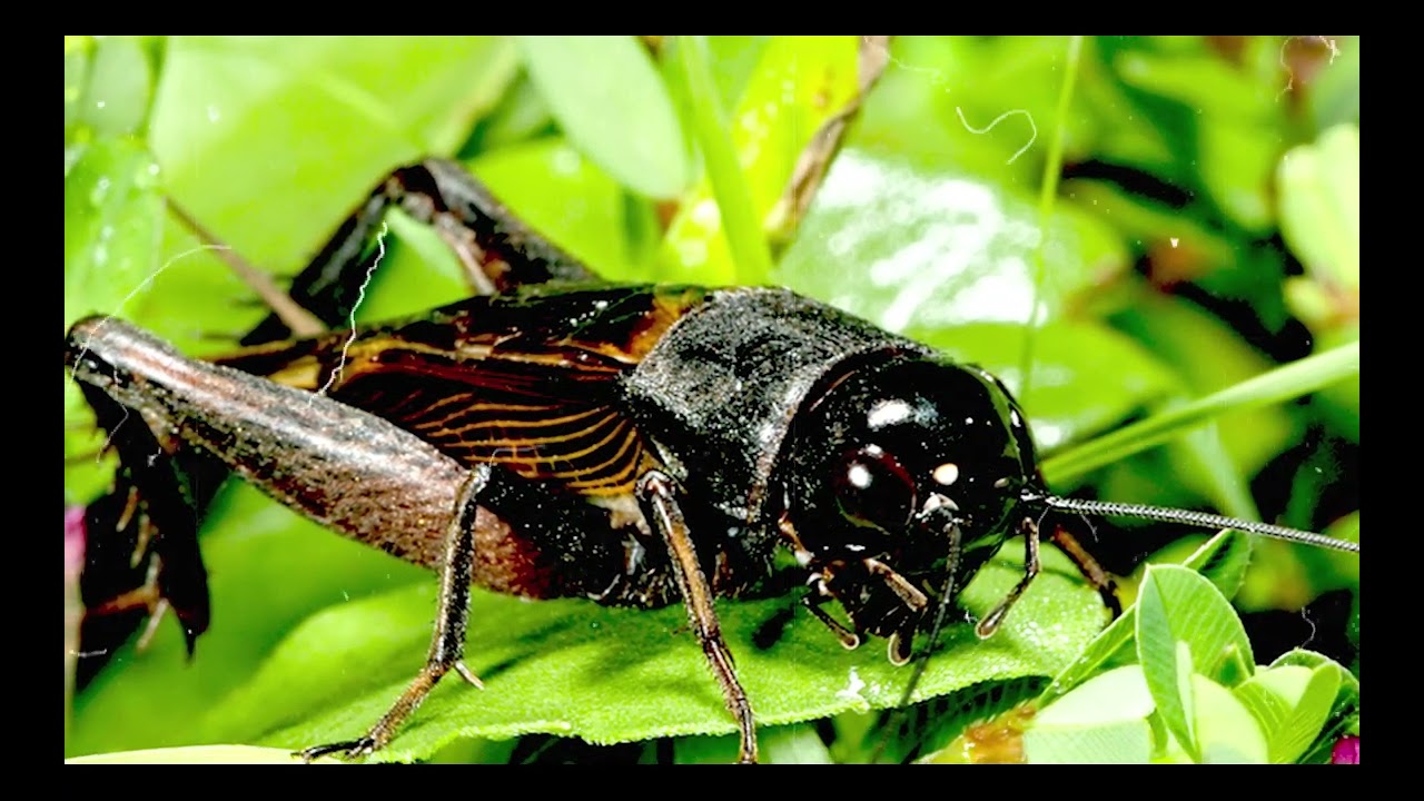 Black cricket sound-Cricket Sounds