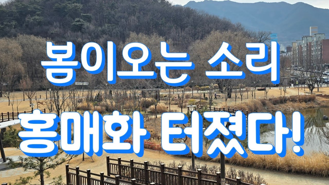봄이오는소리 홍매화 터졌다