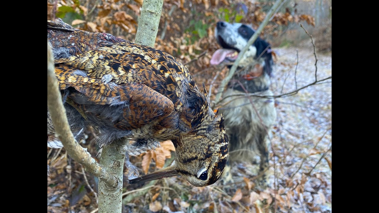 La Regina?, tutto merito dei setter. Video 4 K