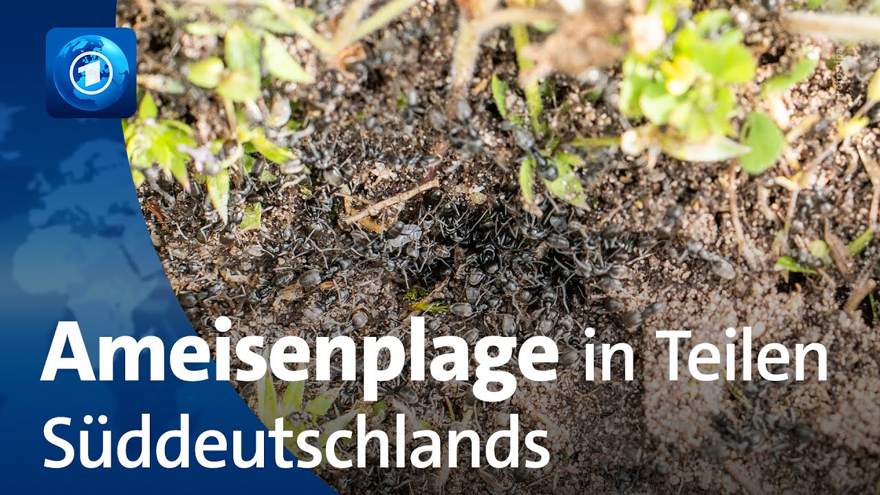 Plage: Invasive Ameisen in Baden-W&uuml;rttemberg
