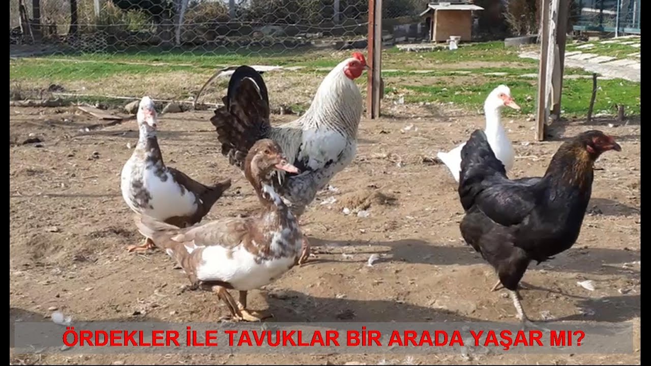 Amerikan Ördekleri ve Tavuklar Bir Arada Yaşar mı?