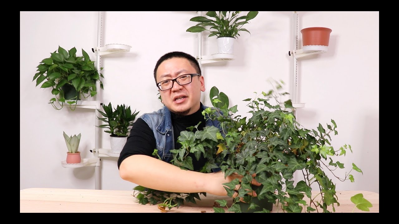 挺好的常春藤咋就不长了，原因可能在这里 【坤哥玩花卉】