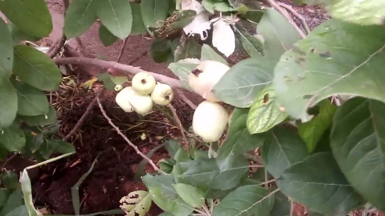 Wambugu Apples Fruiting in Zaria