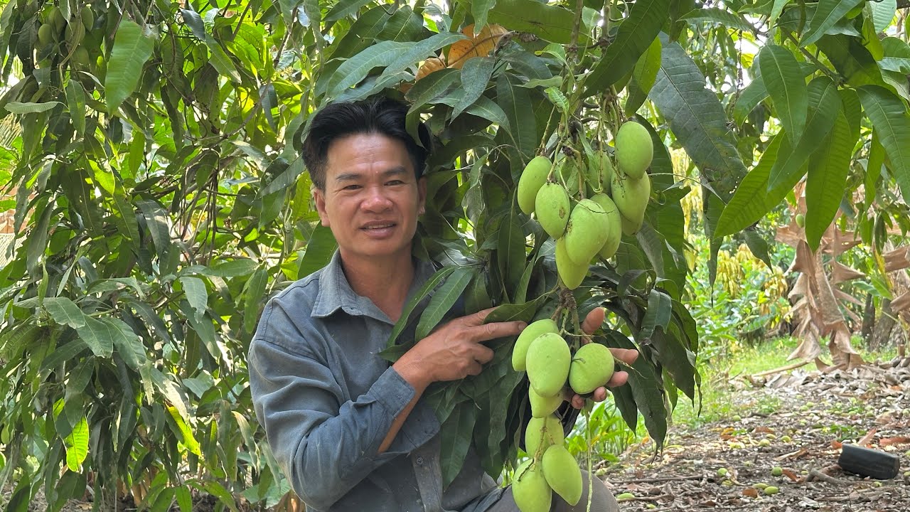 Qua Tết Trở Lại Công Việc Hai Chiến Rất Mừng Khi Thấy Vườn Xoài Phát Triển/Hương Trúc Miệt Vườn 
