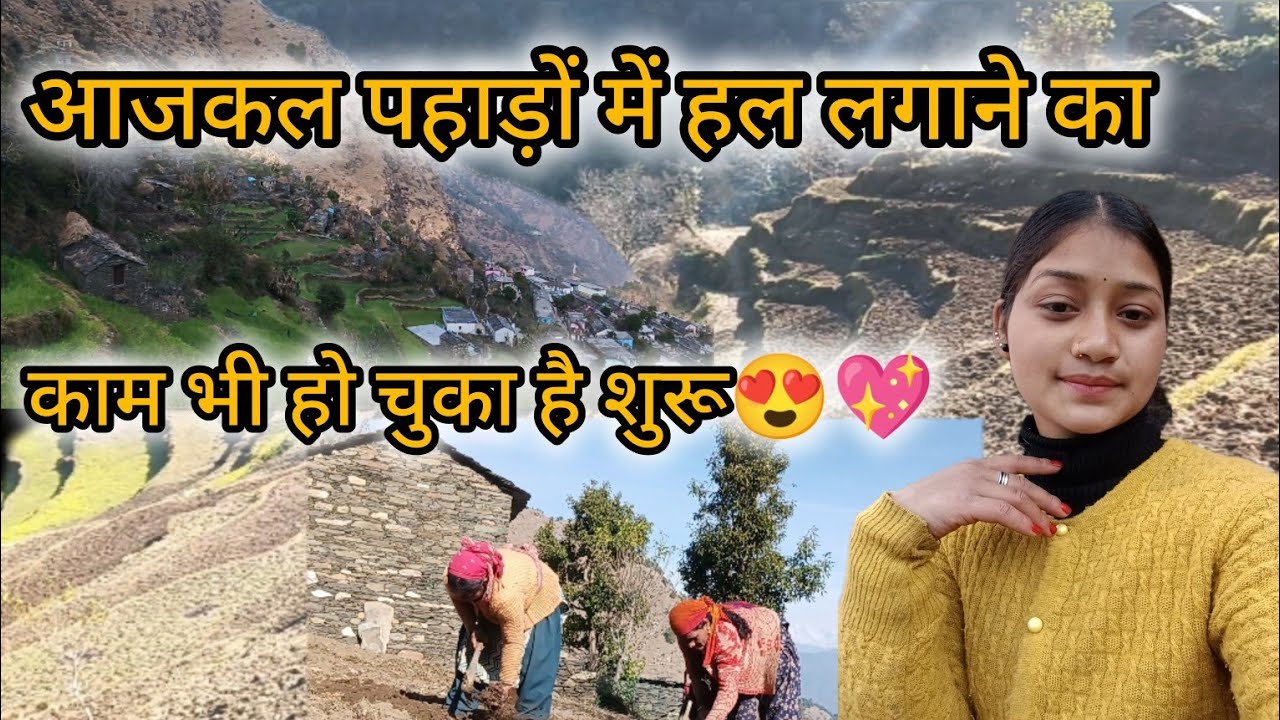  ।।आजकल पहाड़ों में हल लगाने ।।का काम भी हो चुका है शुरू।।😍💖#pahadilifestyle #pahadiculture #pahadi 