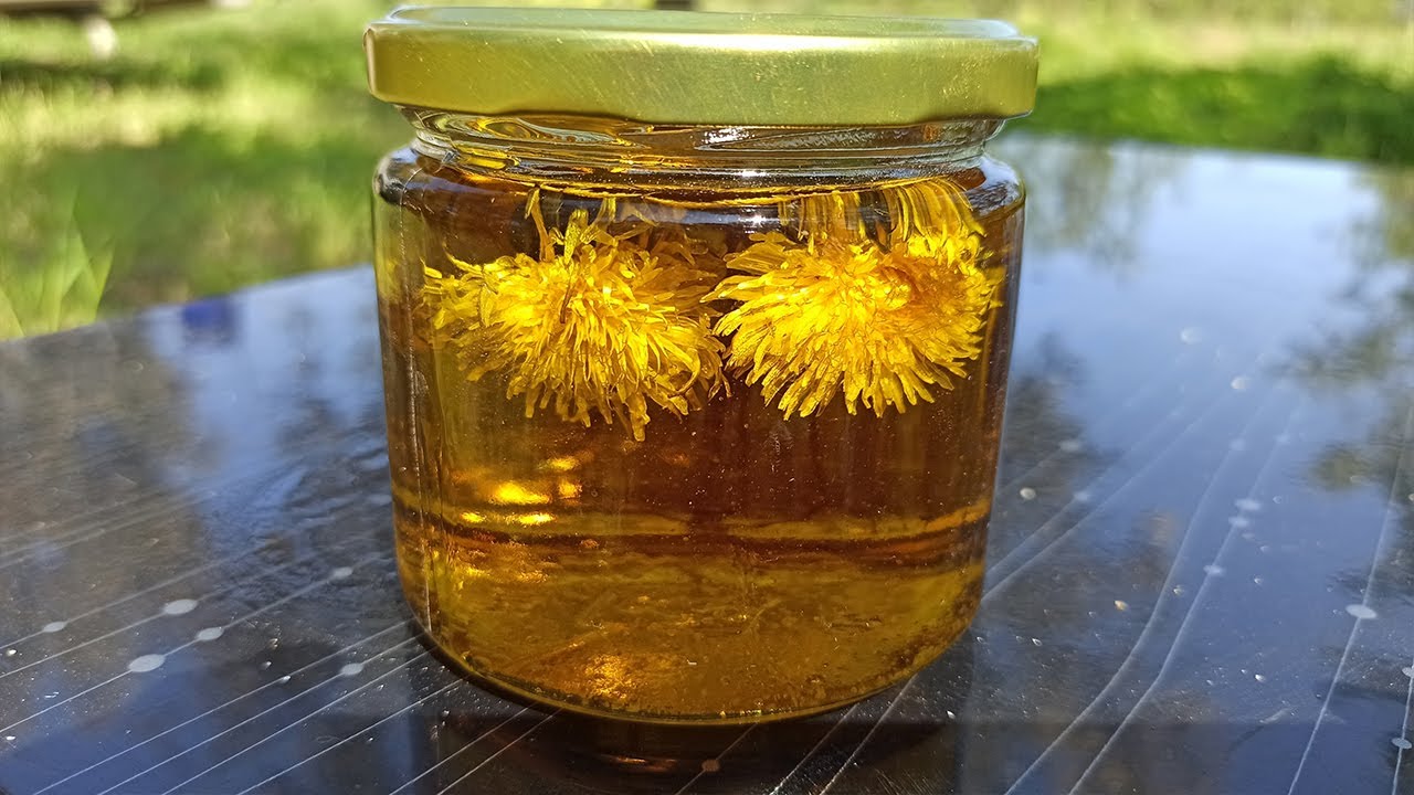 Karahindiba Yağı Nasıl Yapılır ? | Natural Sızma Zeytinyağlı Karahindiba Yağ Yapımı