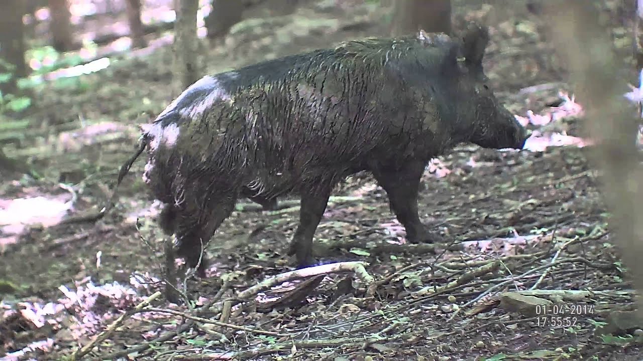 Hogs in a forest | ATN Binox-HD hunting binoculars with Full HD camera