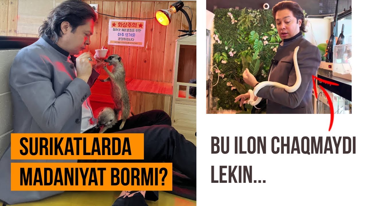 Stressdan Qutilish Uchun Tulkilar, Sutikatlar,  Kaltakesak va Ilonlarni Boqish kerakmi?