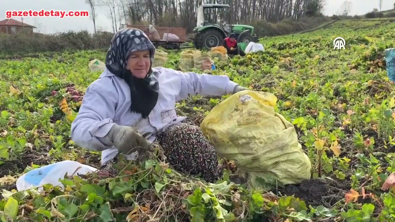 Samsun’da Bedeş turpu hasadı üreticinin yüzünü güldürüyor