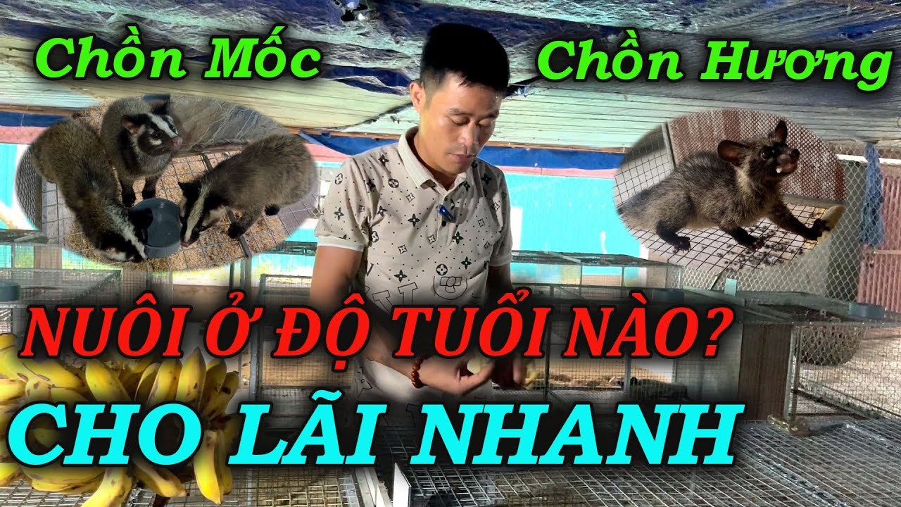 Gi&aacute; B&aacute;n Chồn Mốc Giống v&agrave; Chồn Hương Giống, Nu&ocirc;i Chồn Ở Độ Tuổi N&agrave;o Cho L&atilde;i Nhanh | Chăn Nu&ocirc;i Việt