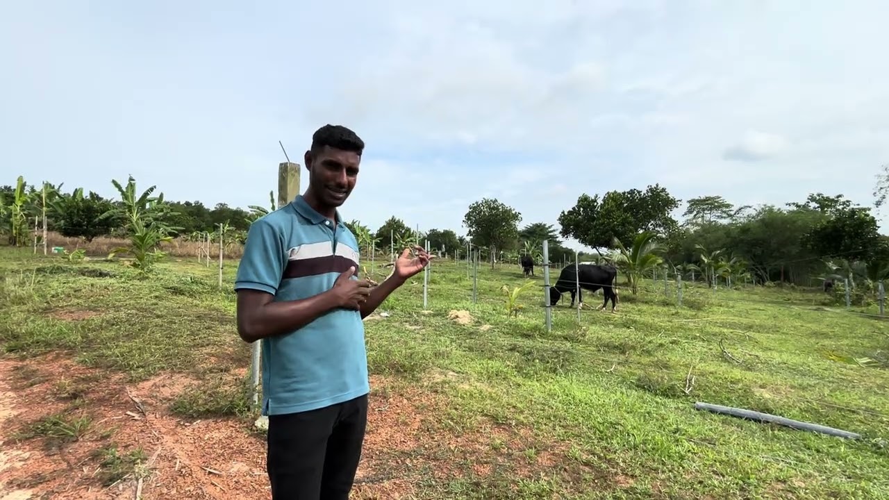 The difference between planting with and without the cow dung fertilisers 