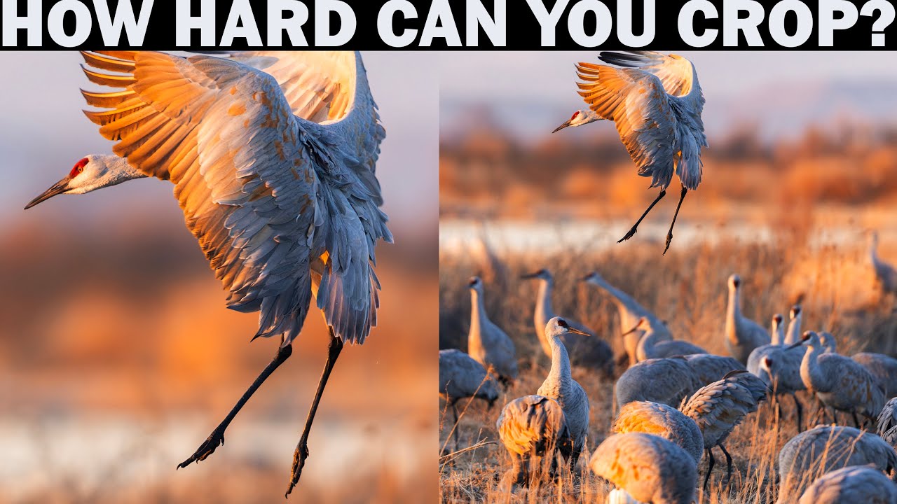 The cropping rule I live by for best image results