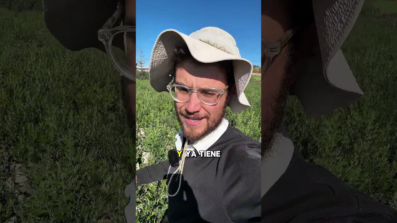 Glifodes 🦋 Palpita unionalis🐞 Dia 14 intentando rentabilizar La Granja #agronegocio #agroecolog&iacute;a
