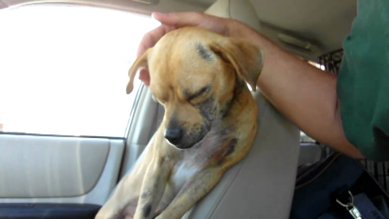 Dougie - rescued after being dumped on the streets (By Eldad Hagar) #story