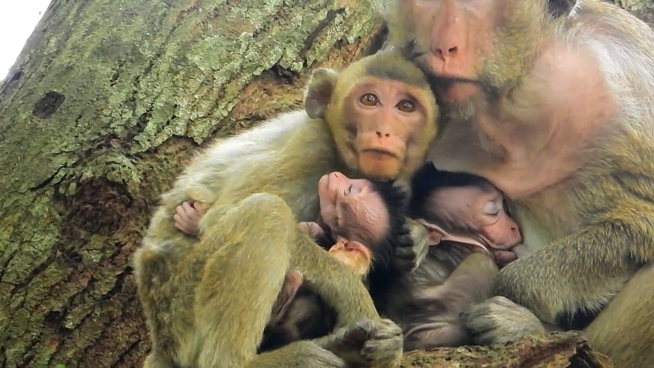 Old Video | Who know this family monkeys name