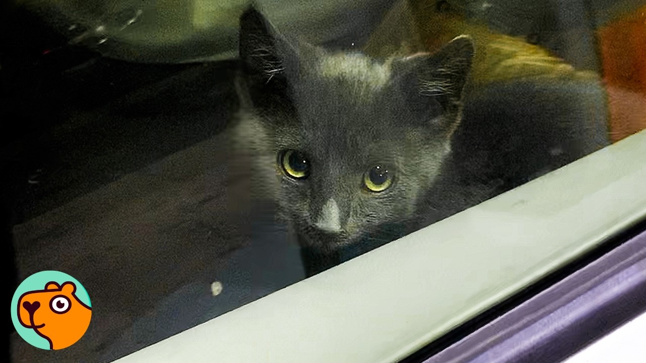 Kitten Nobody Wanted Ends Up Running The House | Cuddle Buddies