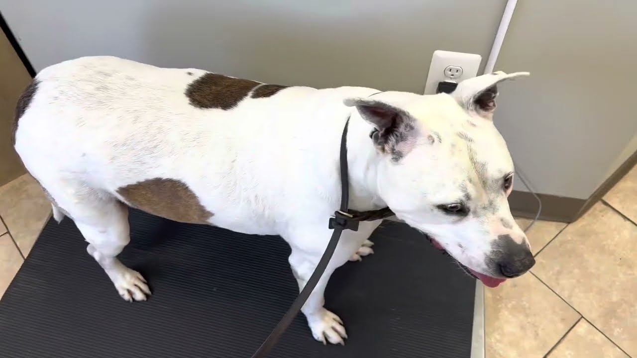 Using Place cue to weigh your dog at the vet